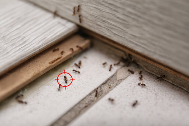Best Ant Control Services  in Hlcrest, IL