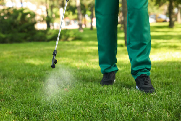 Best Flea Control Services  in Hlcrest, IL