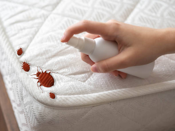 Best Local Pest Control Services  in Hlcrest, IL