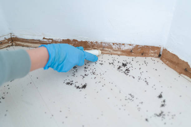 Best Mosquito Control Services  in Hlcrest, IL